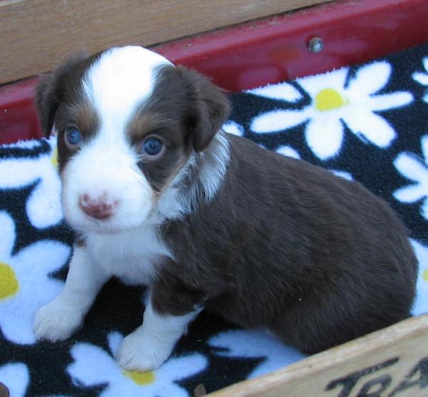 4 weeks old