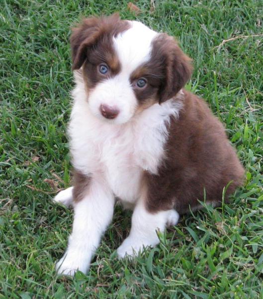 6 weeks old