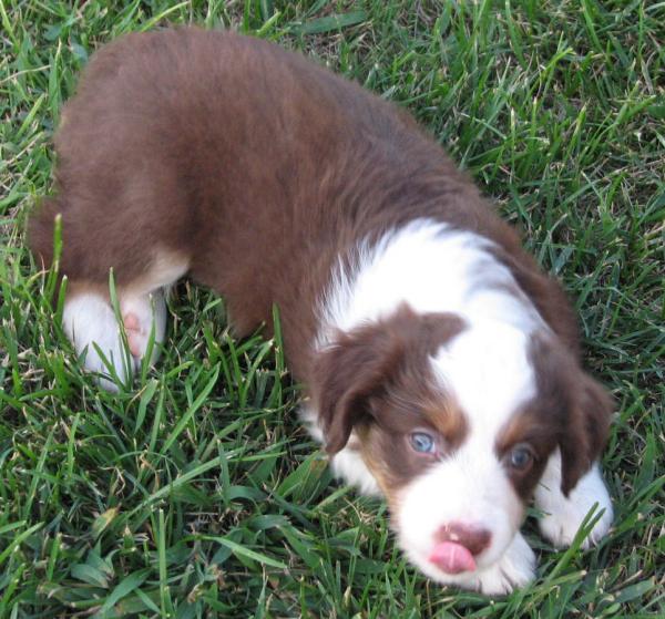 6 weeks old