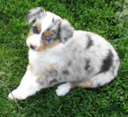 6 weeks old
