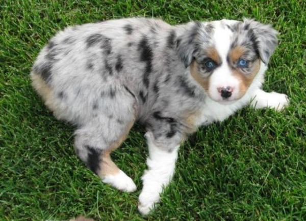 6 weeks old