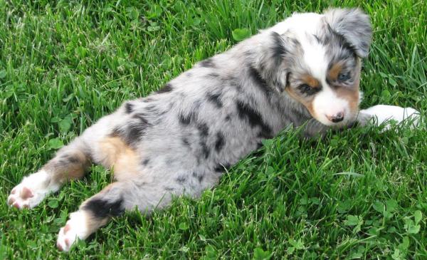 6 weeks old