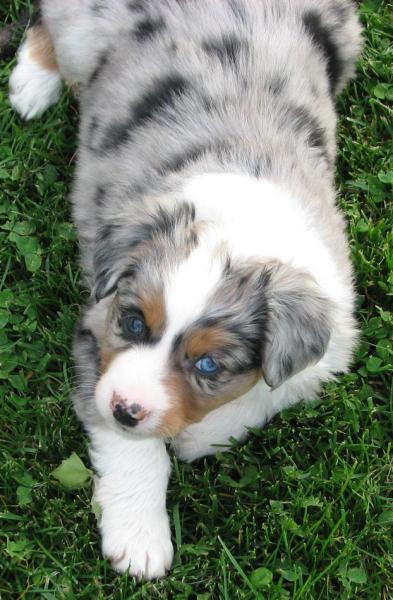 6 weeks old