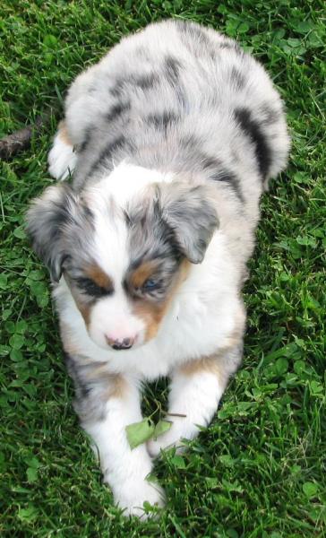 6 weeks old