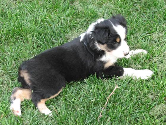 6 weeks old