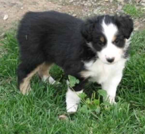 6 weeks old