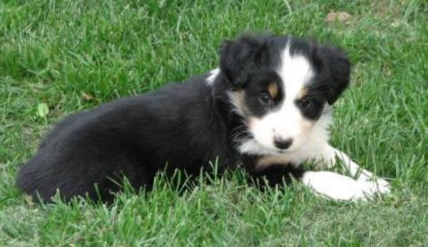 6 weeks old