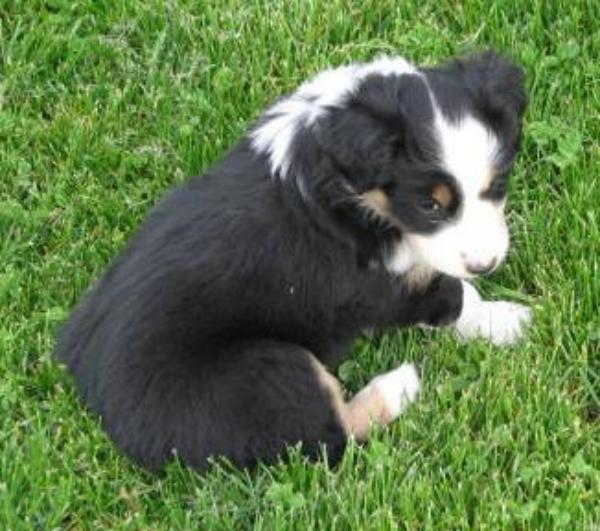 6 weeks old