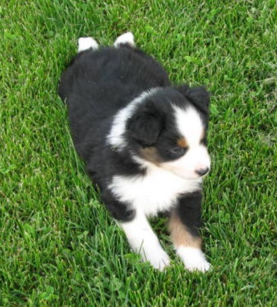6 weeks old