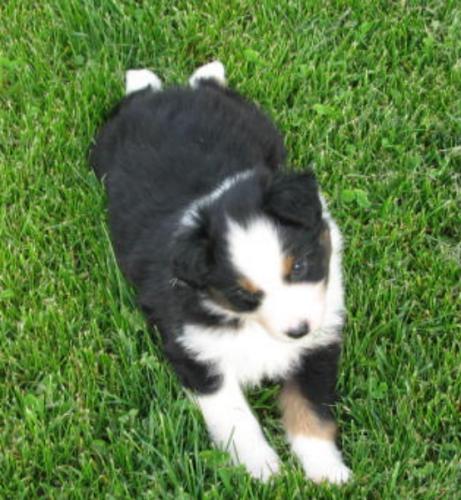 6 weeks old