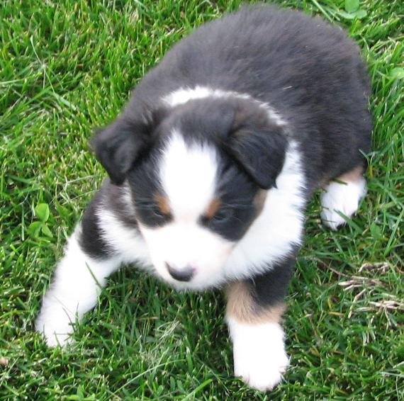 6 weeks old
