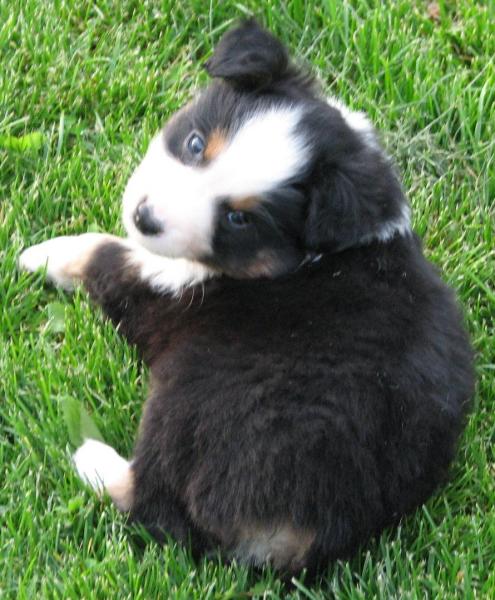6 weeks old