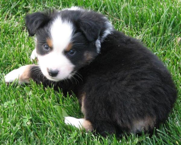6 weeks old