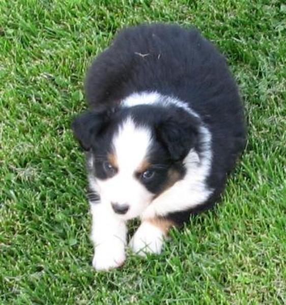 6 weeks old