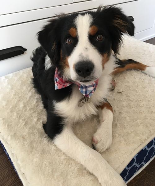 Tucker
