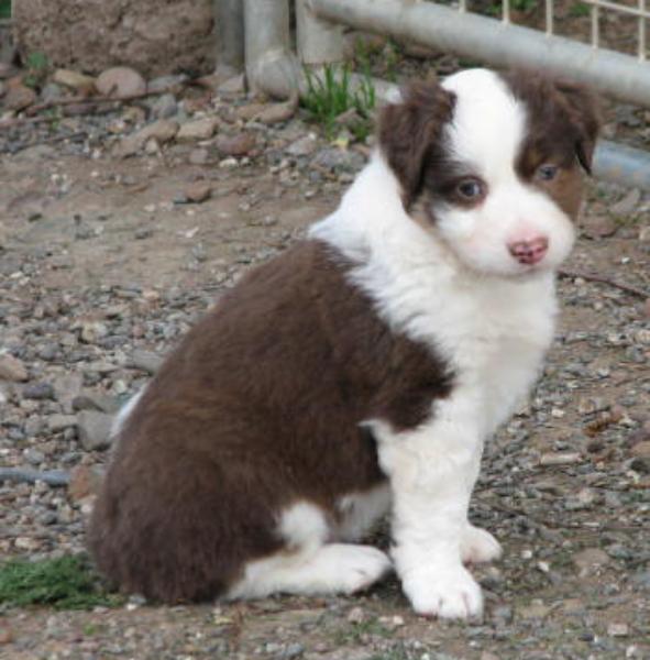 6 weeks old
