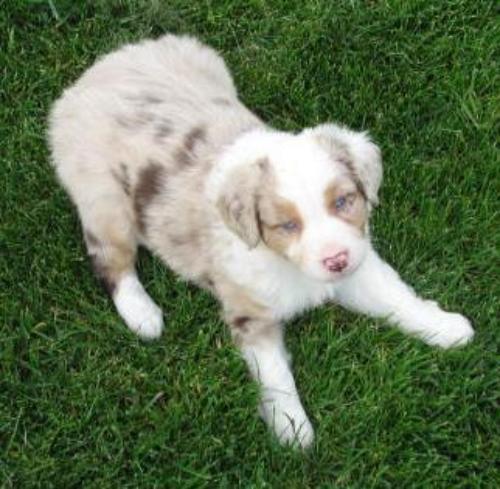 6 weeks old