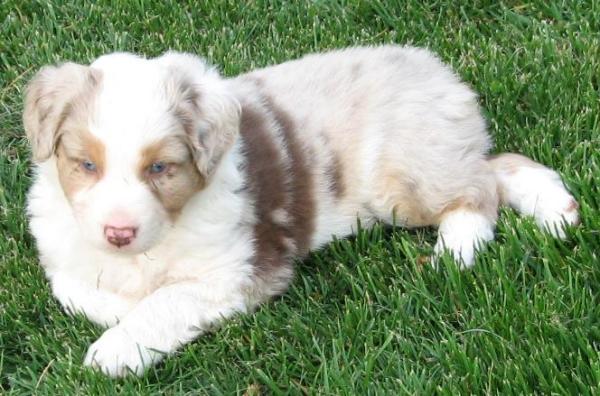 6 weeks old