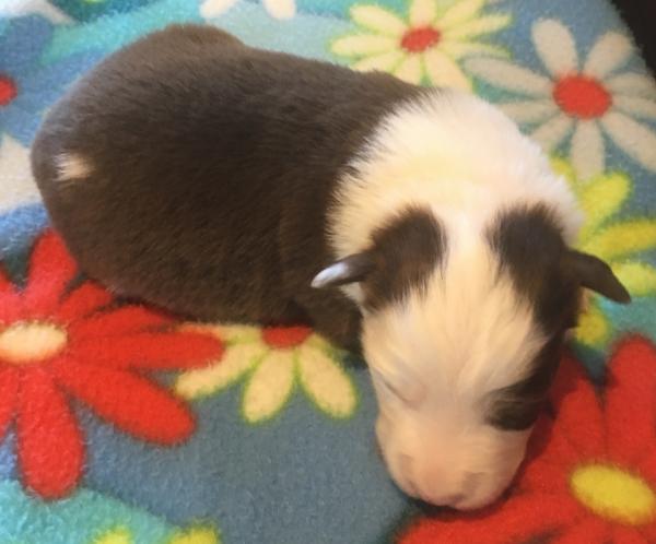 2 weeks old