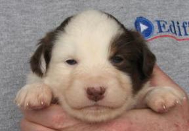 4 weeks old