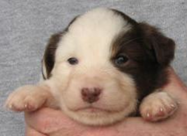 4 weeks old