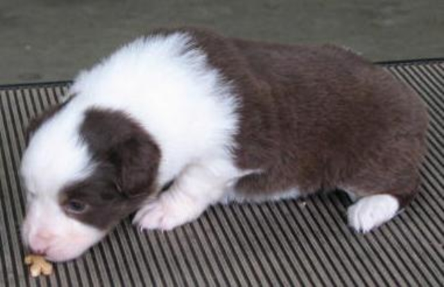 4 weeks old