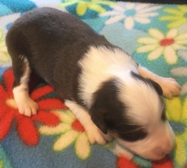 2 weeks old