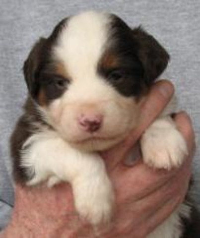 4 weeks old