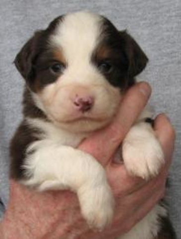 4 weeks old