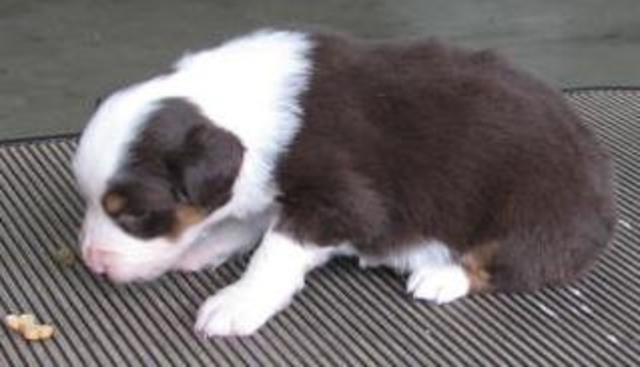 4 weeks old