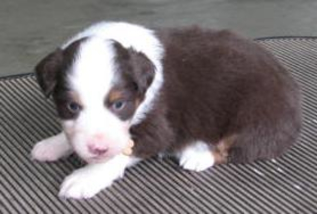 4 weeks old