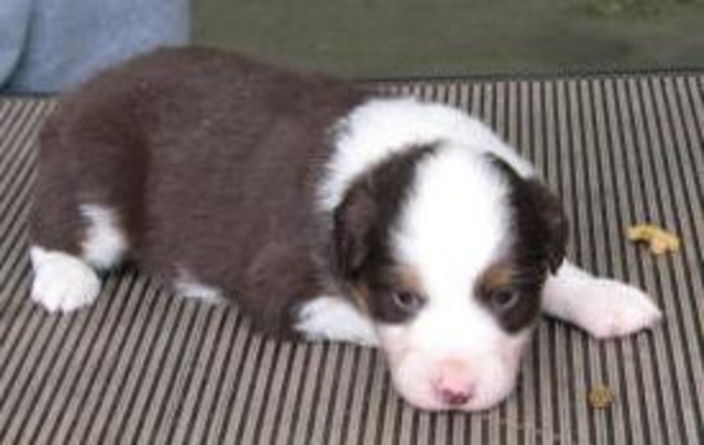 4 weeks old