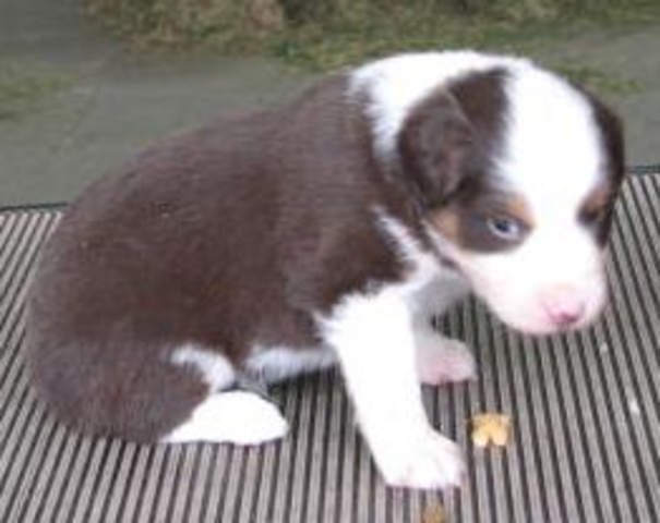 4 weeks old