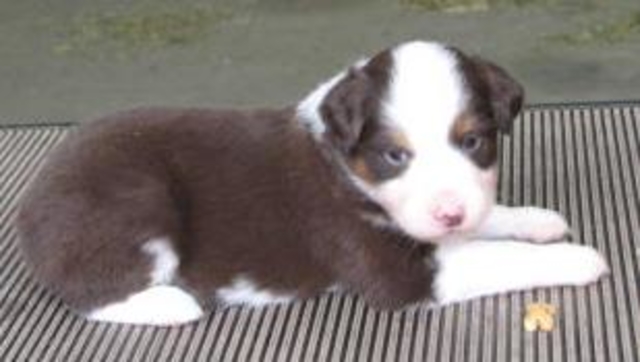 4 weeks old