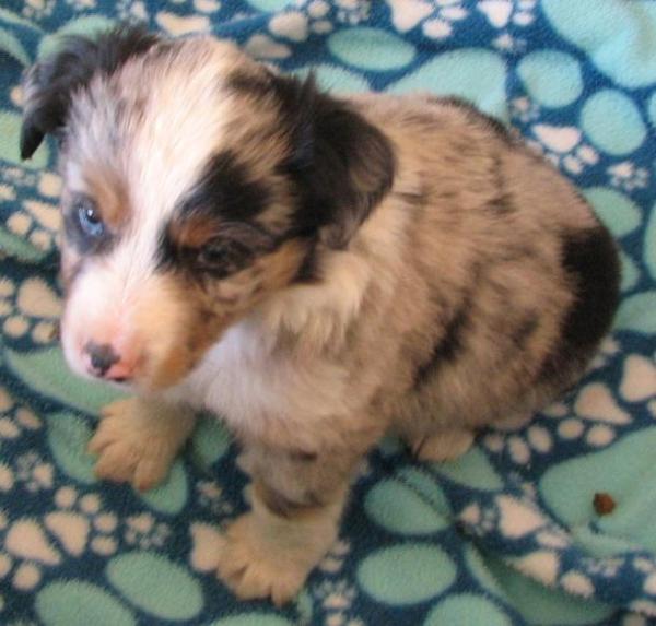 6 weeks old