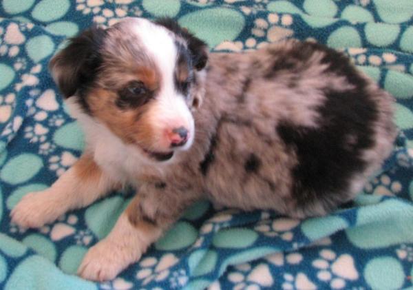 6 weeks old