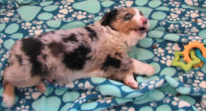 6 weeks old