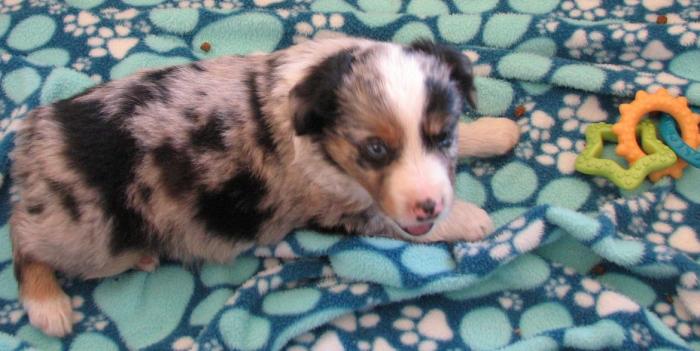 6 weeks old