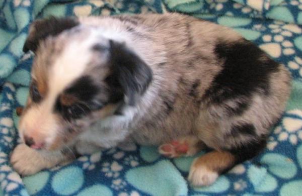 6 weeks old