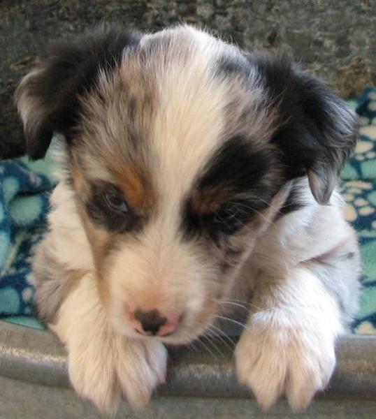 6 weeks old