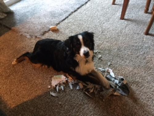 Bringing in the morning paper!
