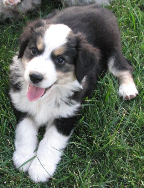 almost 8 weeks old; 7.3 lb
