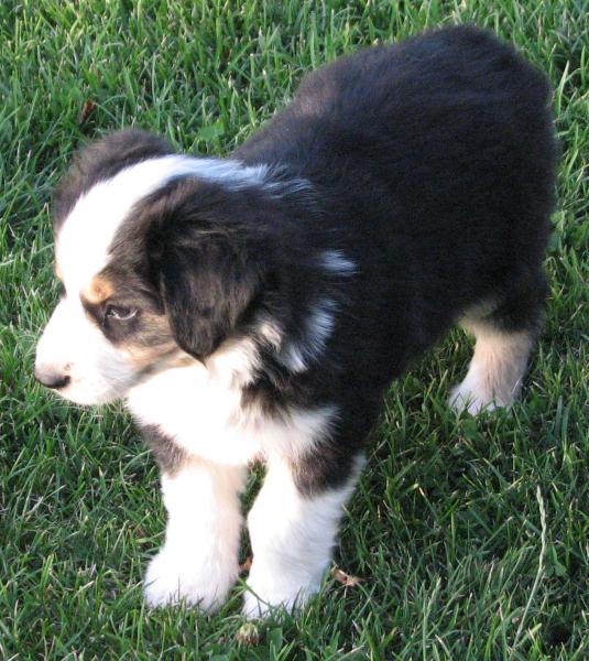 almost 8 weeks old; 7.3 lb