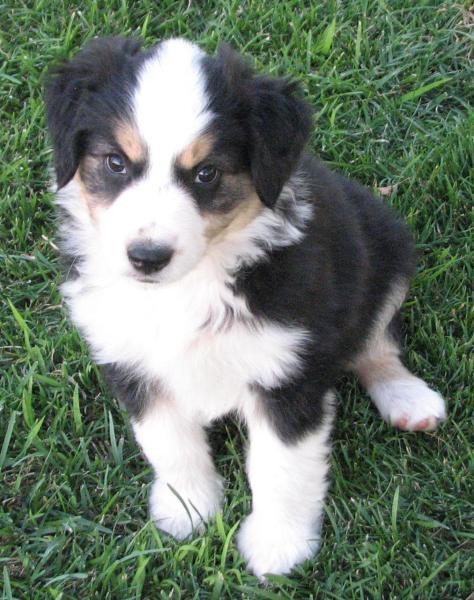 almost 8 weeks old; 7.3 lb
