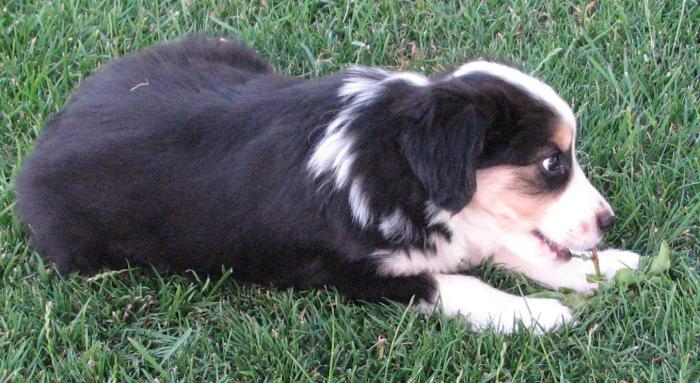 almost 8 weeks old; 7.3 lb