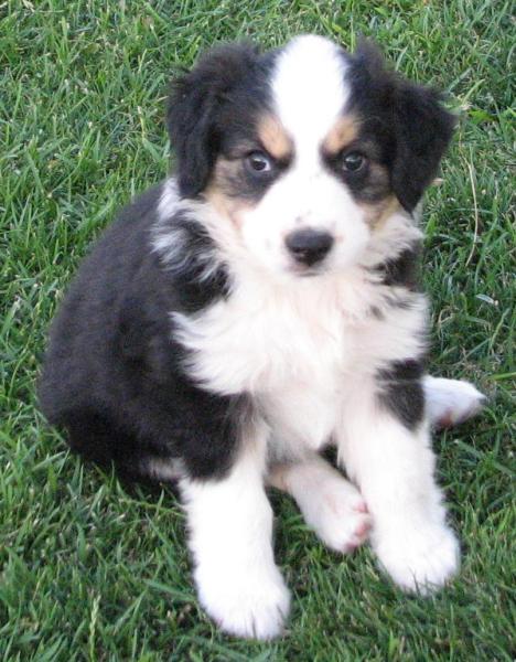 almost 8 weeks old; 7.3 lb