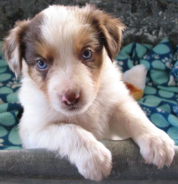 6 weeks old