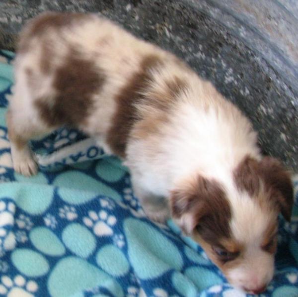6 weeks old
