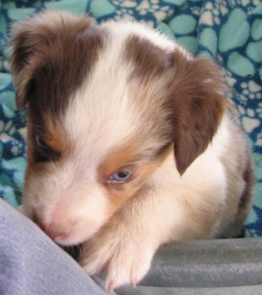 6 weeks old