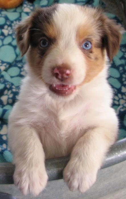 6 weeks old